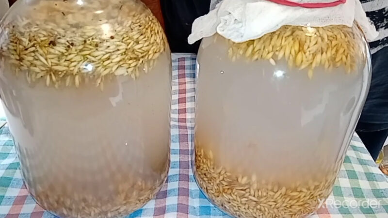 Квас из овса — настоящая «живая вода»