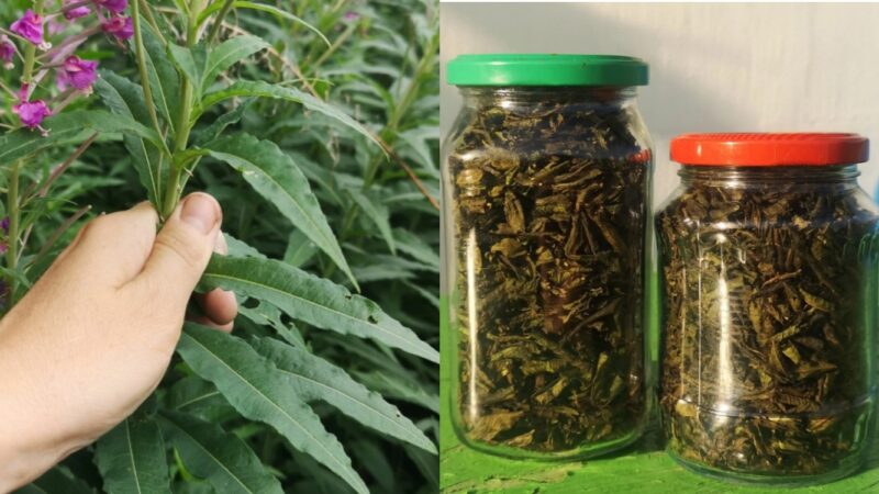 Каждое лето занимаюсь сбором трав для чая. Рассказываю, как просто собирать и сушить иван-чай для всей семь