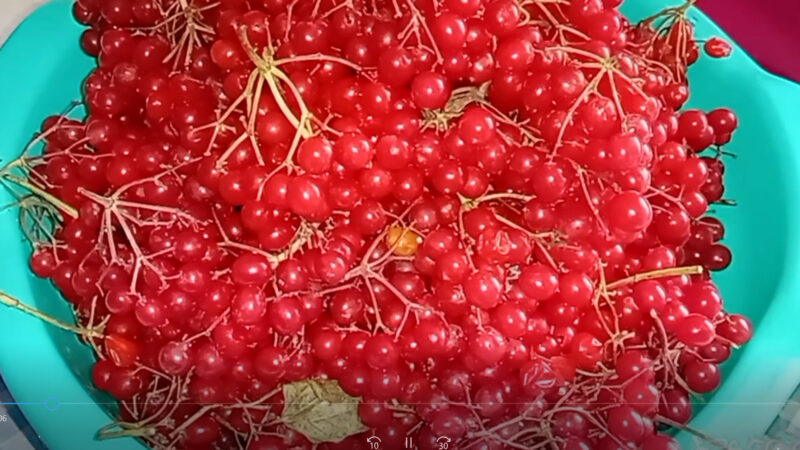 Как заготовить калину на зиму🍁