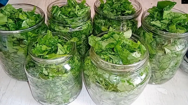 Как заготовить щавель на зиму