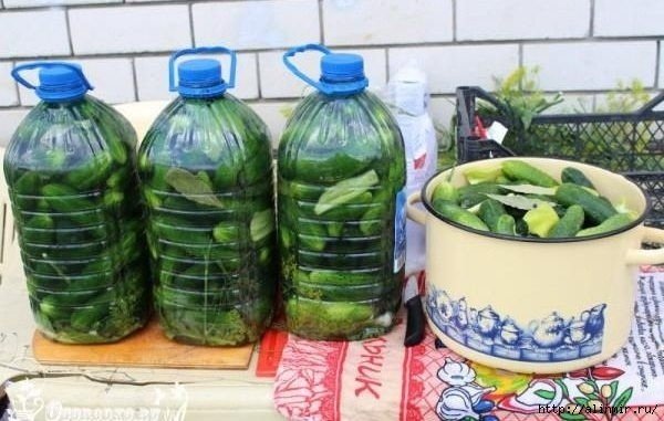 Солим огурцы в пластиковых бутылках